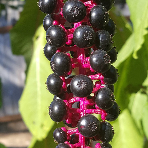 Phytolacca Berry
