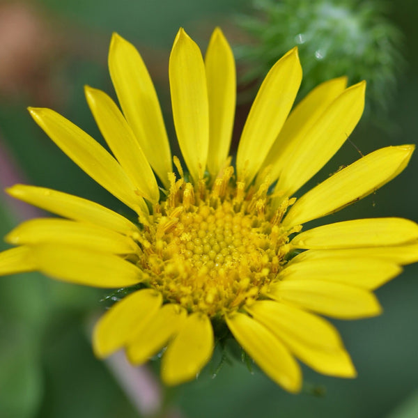 Arnica