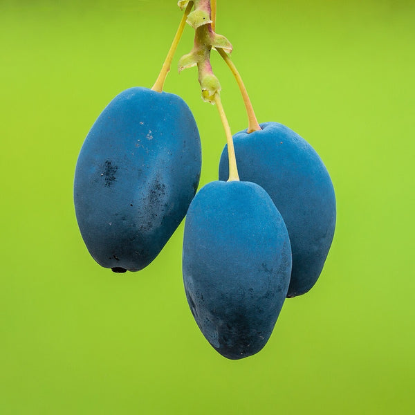 Berberis Aquifolium